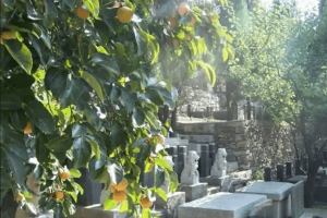 宝兴山生态陵园景观图